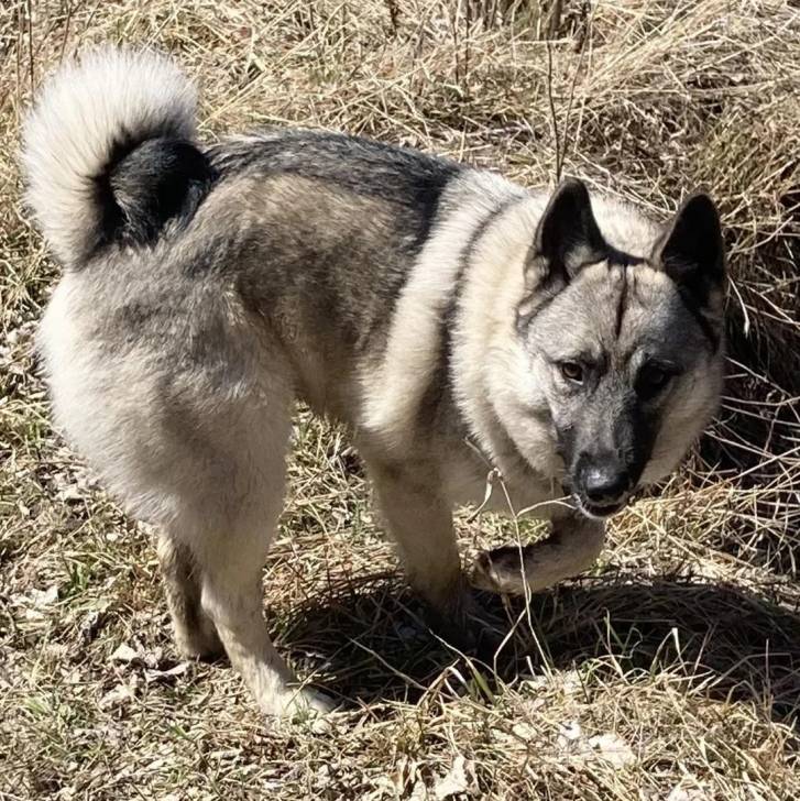 Un Chien d'Élan Norvégien Gris marchant sur une surface herbacée 