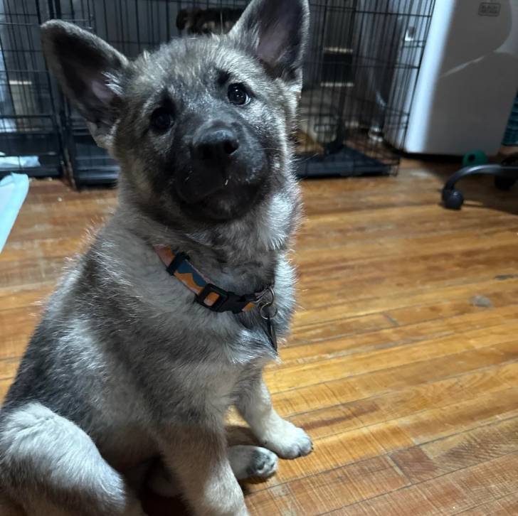 Un Chien d'Élan Norvégien Gris assis sur un plancher et portant un collier autour du cou
