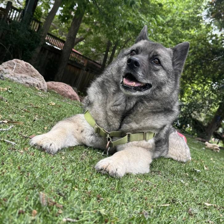 Un Chien d'Élan Norvégien Gris allongé sur une surface gazonnée et portant un harnais