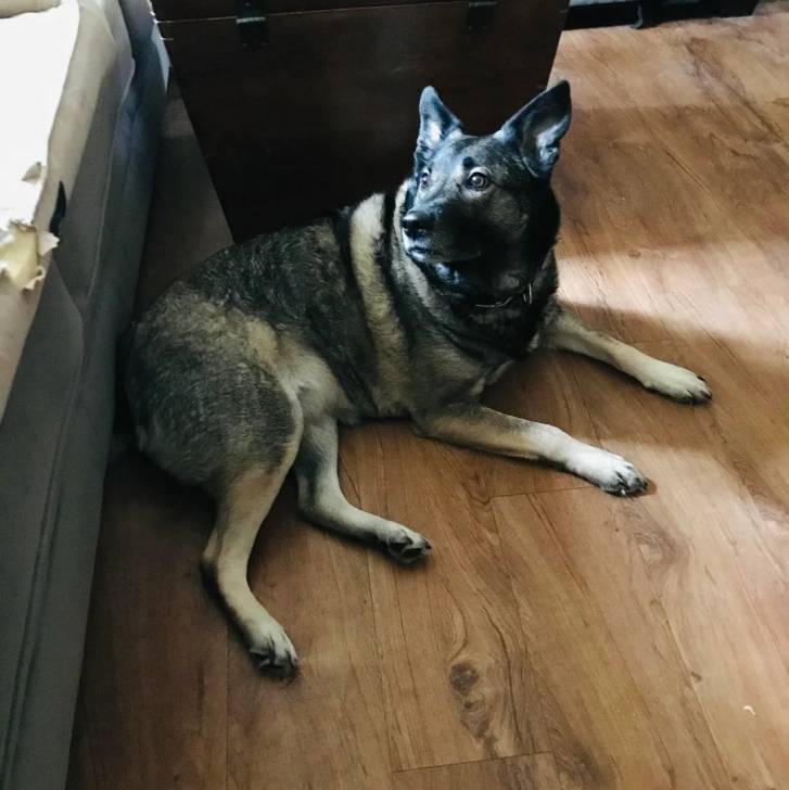 Un Chien d'Élan Norvégien Gris allongé sur un plancher et portant un collier autour du cou