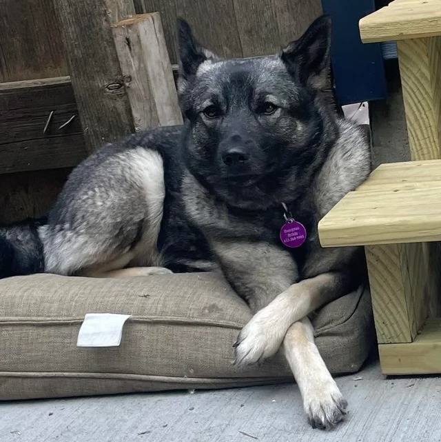 Un Chien d'Élan Norvégien Gris allongé et portant un collier autour du cou