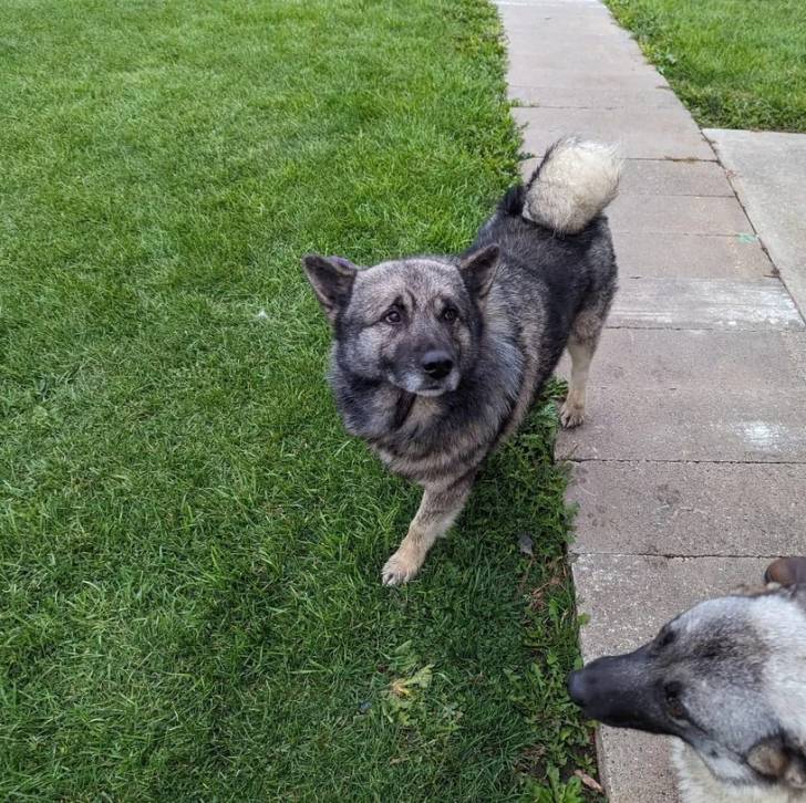Un Chien d'Élan Norvégien Gris sur une surface gazonnée 