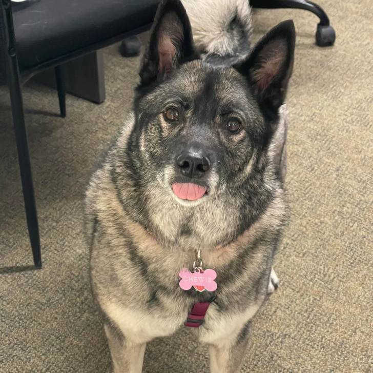 Un Chien d'Élan Norvégien Gris tirant la langue et portant un collier autour du cou