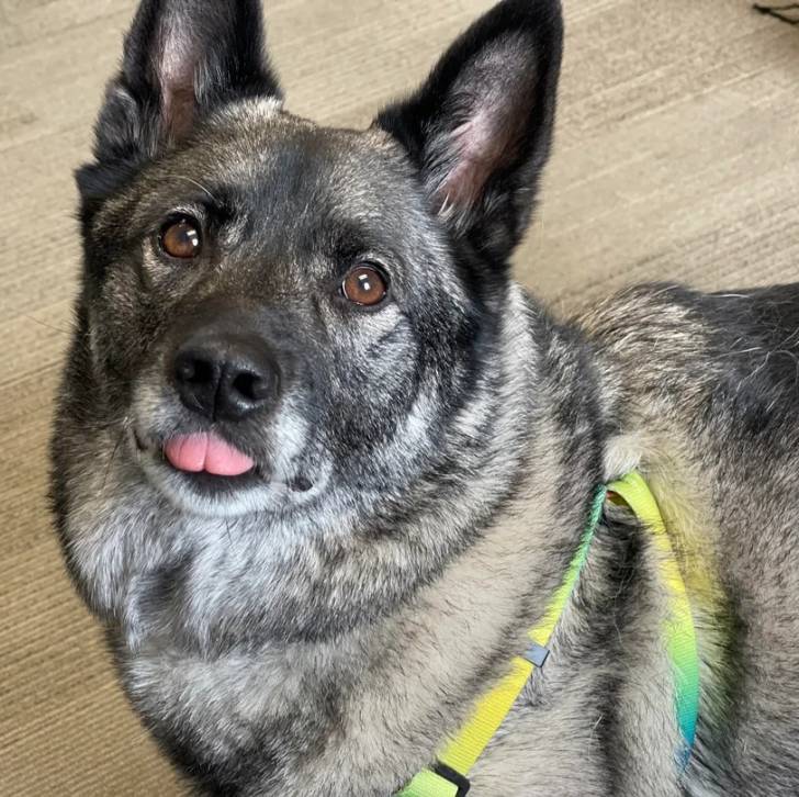 Un Chien d'Élan Norvégien Gris tirant la langue et portant un harnais 