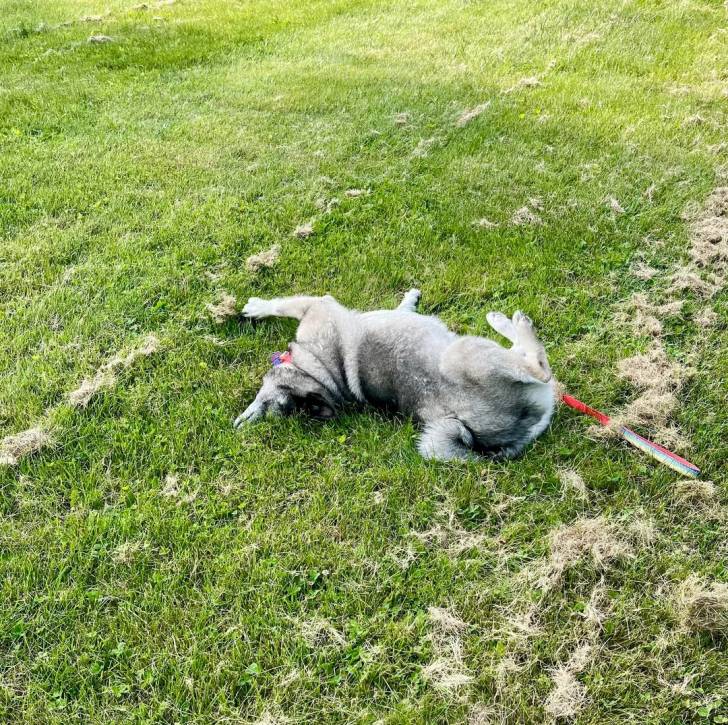 Un Chien d'Élan Norvégien Gris allongé sur une surface herbacée et portant un collier autour du cou
