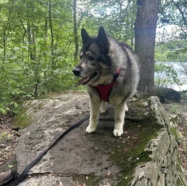Un Chien d'Élan Norvégien Gris sur un rocher et qui est tenu en laisse 