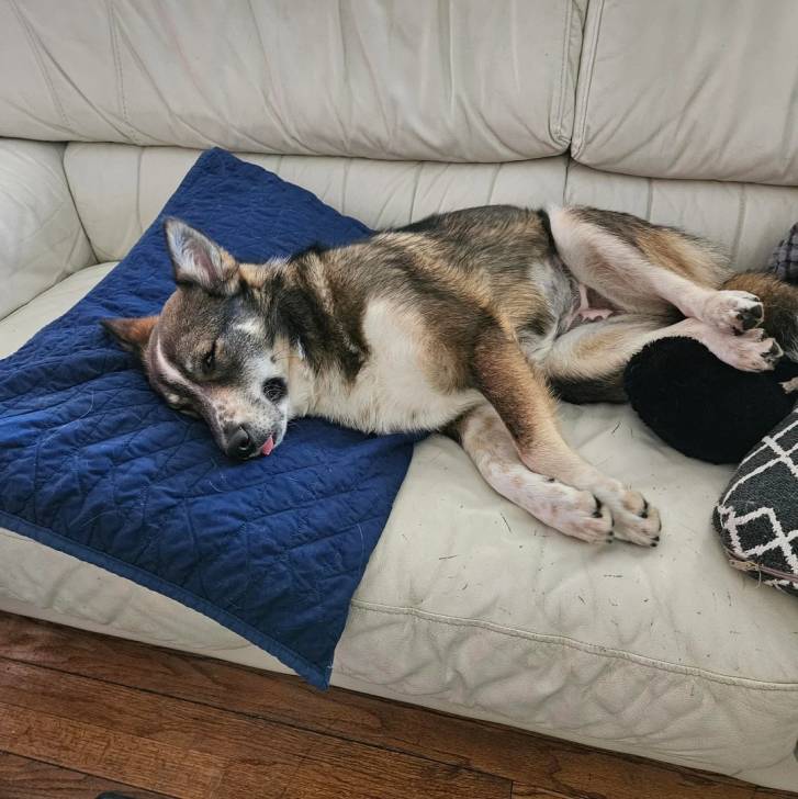 Un Chien d'Élan Norvégien Gris allongé sur un canapé et semblant détendu 