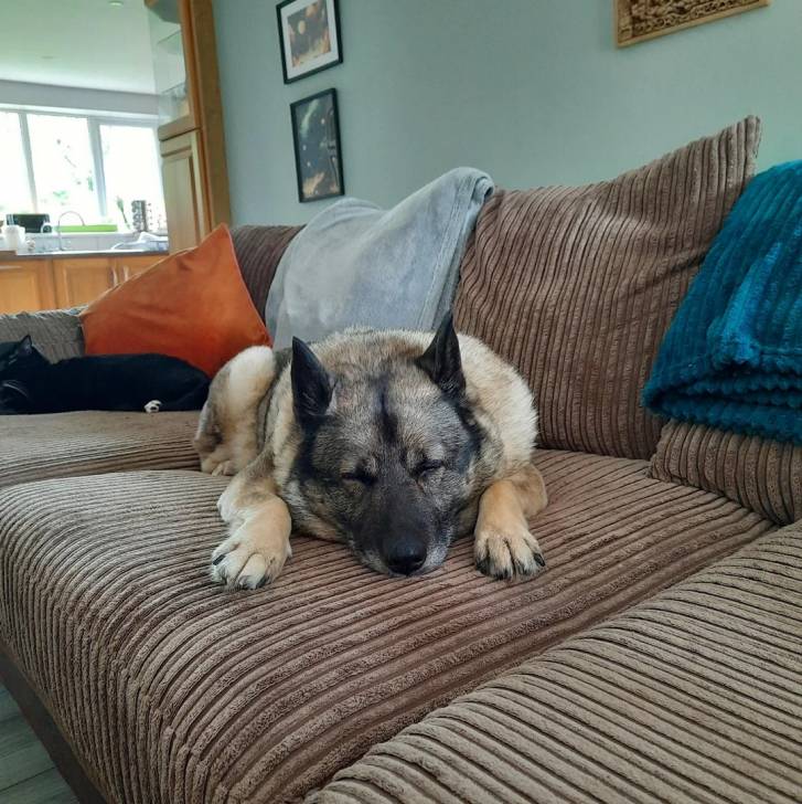 Un Chien d'Élan Norvégien Gris allongé sur un canapé 