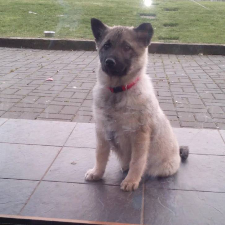 Un Chien d'Élan Norvégien Gris assis sur un sol carrelé et portant un collier autour du cou