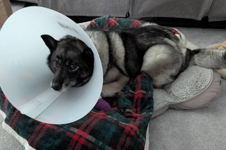 Un Chien d'Élan Norvégien Gris allongé et portant un carcan