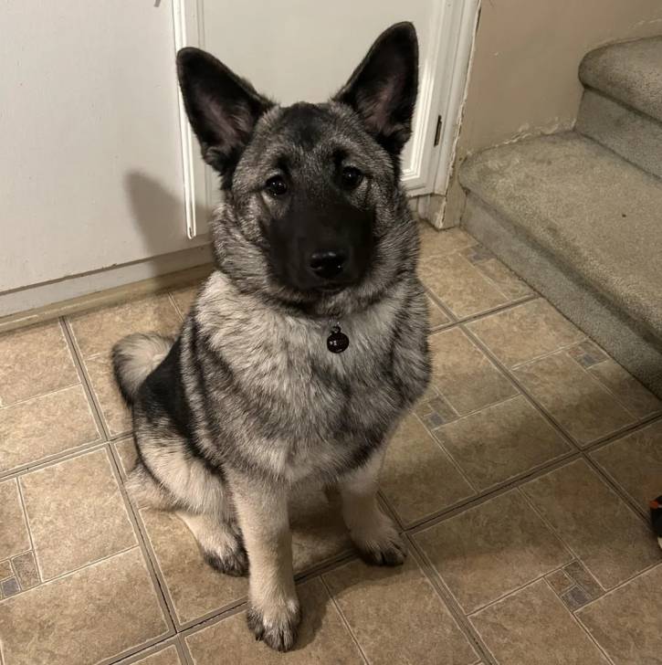 Un Chien d'Élan Norvégien Gris assis sur un sol carrelé et portant un collier autour du cou