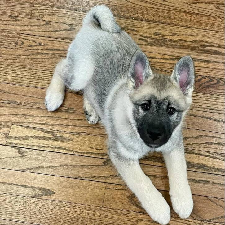Un Chien d'Élan Norvégien Gris allongé sur un plancher et regardant vers la caméra 