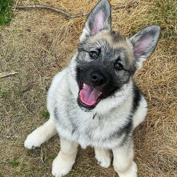 Un Chien d'Élan Norvégien Gris assis sur un terrain herbeux et ayant la gueule ouverte 
