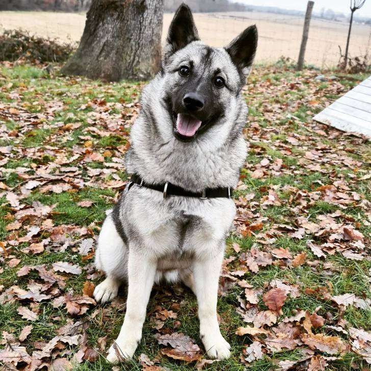 Un Chien d'Élan Norvégien Gris assis sur un sol jonchés de feuilles mortes et portant un harnais 