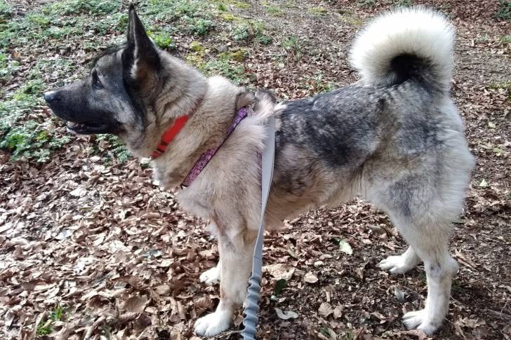 Un Chien d'Élan Norvégien Gris sur un sol jonchés de feuilles mortes et qui est tenu en laisse 