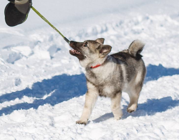 Photo Chien d'Élan Norvégien Gris