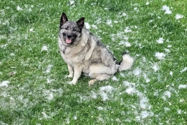 Un Chien d'Élan Norvégien Gris regardant vers la caméra et ayant la gueule ouverte 