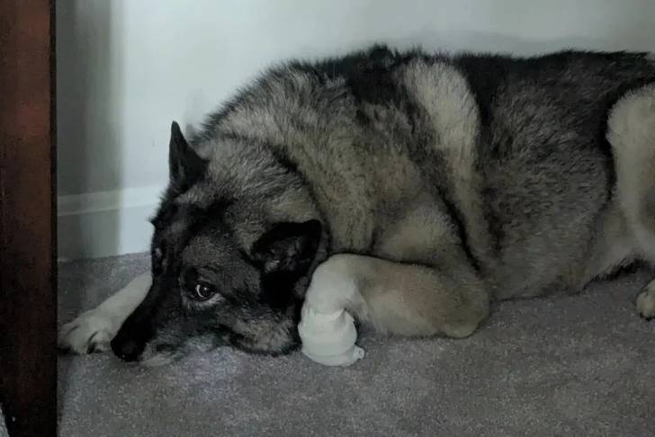 Un Chien d'Élan Norvégien Gris allongé sur une moquette et semblant détendu