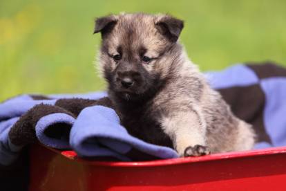 Un chiot Chien d'Elan Norvégien assis dans un panier