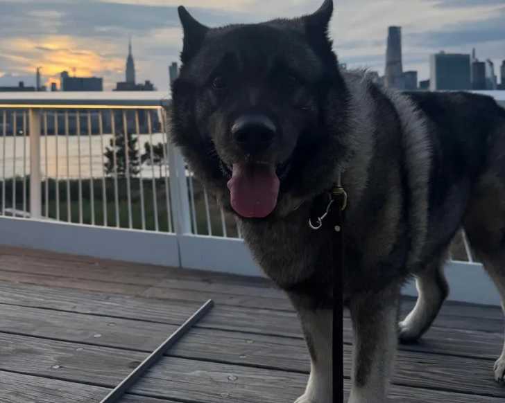 Un Chien d'Élan Norvégien Gris tirant la langue et qui est tenu en laisse