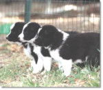 Chien d'Ours de Carélie - Chien d'Ours de Carélie
