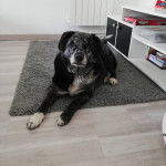 Cookie - Chien d'Ours de Carélie Mâle (7 ans)