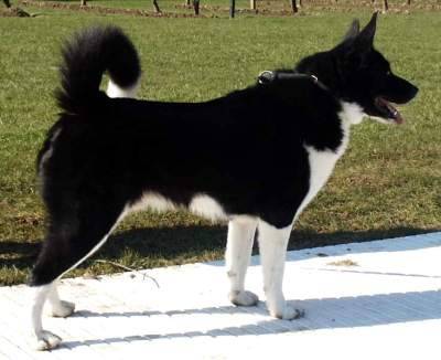 Chien d'Ours de Carélie - Chien d'Ours de Carélie