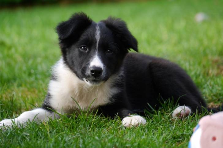 Photo Chien d'Ours de Carélie