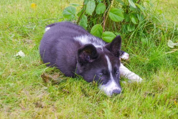 Photo Chien d'Ours de Carélie
