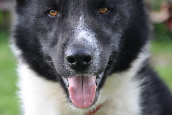 Photo Chien d'Ours de Carélie