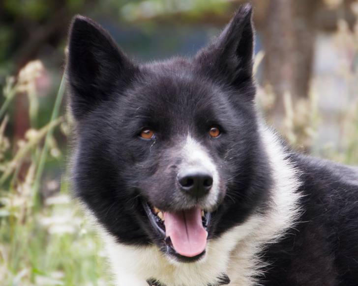 Photo Chien d'Ours de Carélie