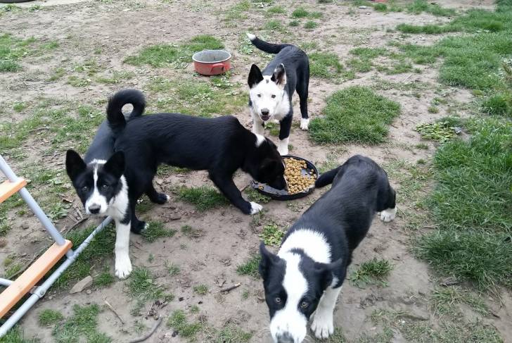 Photo Chien d'Ours de Carélie