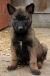 Aslan - Berger Belge Malinois M&acirc;le (8 mois)