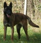 Aslan - Berger Belge Malinois M&acirc;le (1 an)