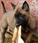 Vicky - Berger Belge Malinois