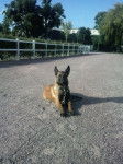 elite - Berger Belge Malinois (7 mois)