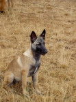 Vicky - Berger Belge Malinois