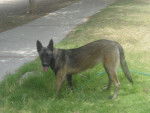 Yaina - Berger Belge Malinois (8 mois)