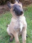 Finance - Berger Belge Malinois (2 ans)