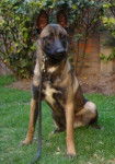 Ushio - Berger Belge Malinois M&acirc;le (3 ans)
