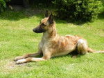 Gaily - Berger Belge Malinois (2 ans)