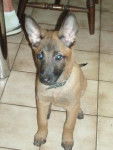Sherkan - Berger Belge Malinois M&acirc;le (4 mois)