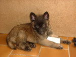 Jacko - Berger Belge Malinois M&acirc;le (4 mois)