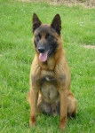 vernon - Berger Belge Malinois M&acirc;le (3 ans)