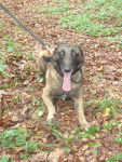 ares - Berger Belge Malinois M&acirc;le (4 ans)