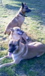 Gun Noura Max - Berger Belge Malinois