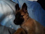 kira - Berger Belge Malinois (1 an)
