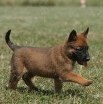 lolo - Berger Belge Malinois Mâle (3 mois)