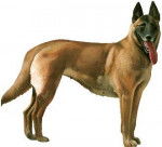 capuchino - Berger Belge Malinois M&acirc;le (9 mois)