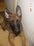 Epy d'or - Berger Belge Malinois (5 mois)